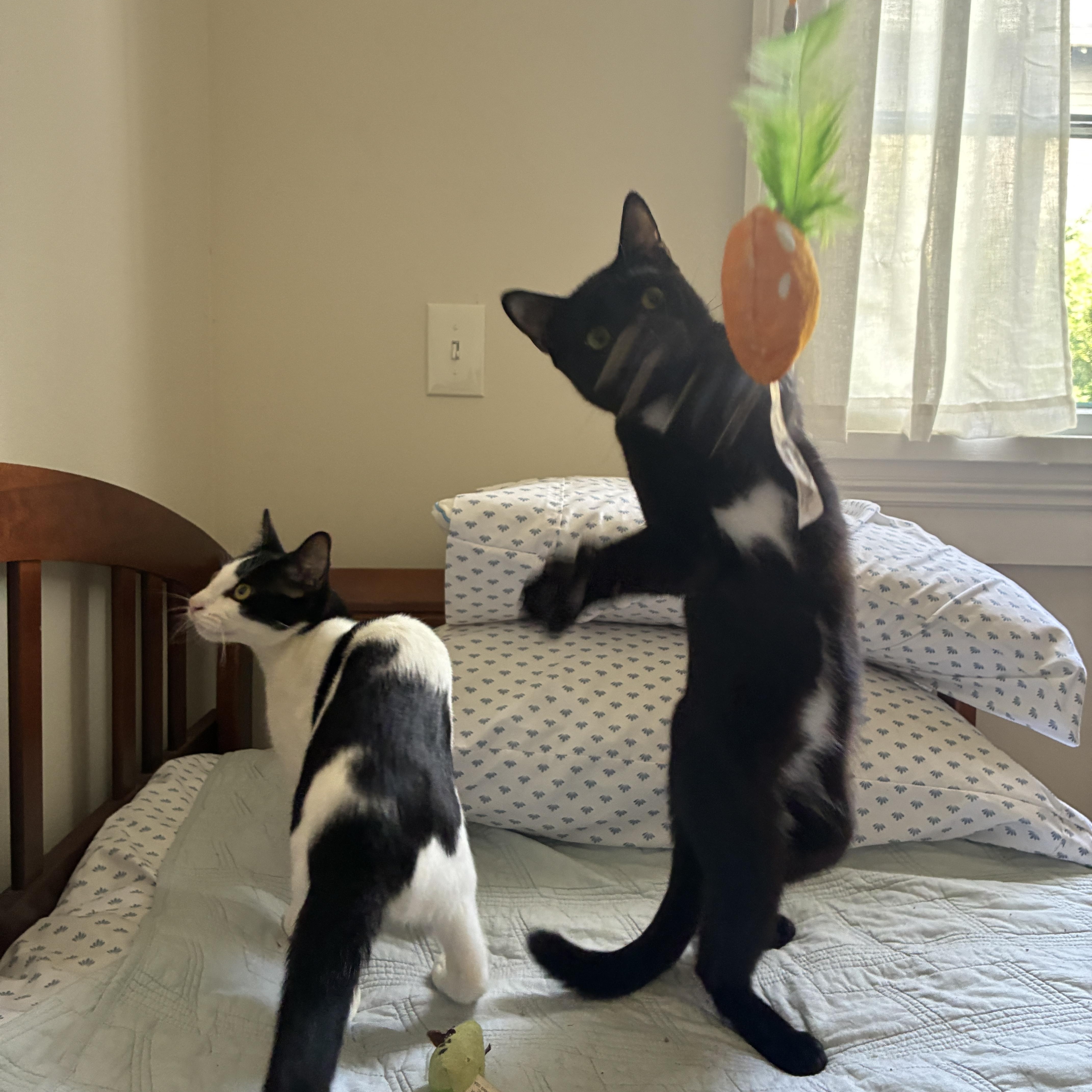 2 kittens -URGENT, a ADOPTABLE Domestic Short Hair in New Orleans, LA image 4/5