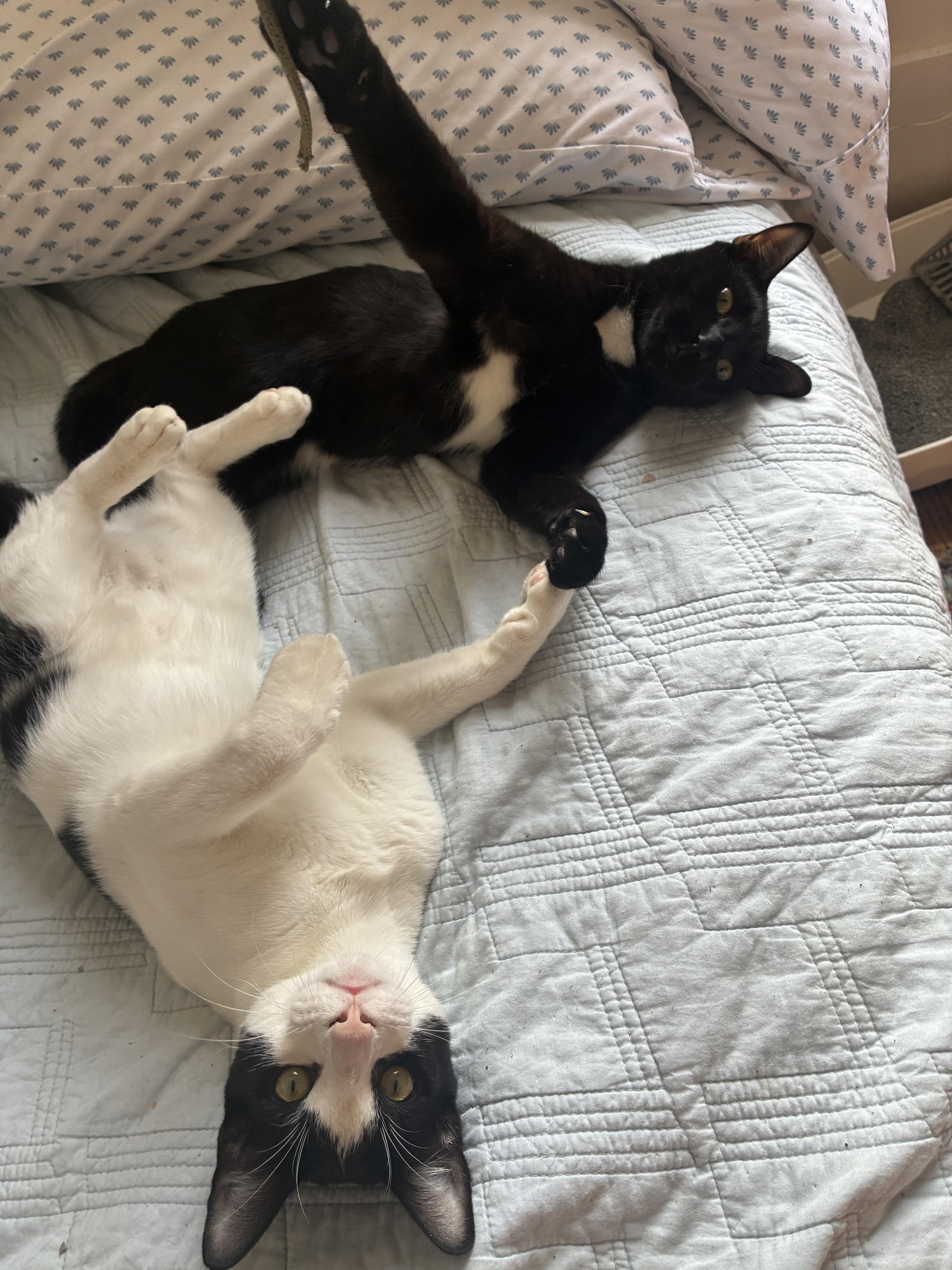 2 kittens -URGENT, a ADOPTABLE Domestic Short Hair in New Orleans, LA image 2/5