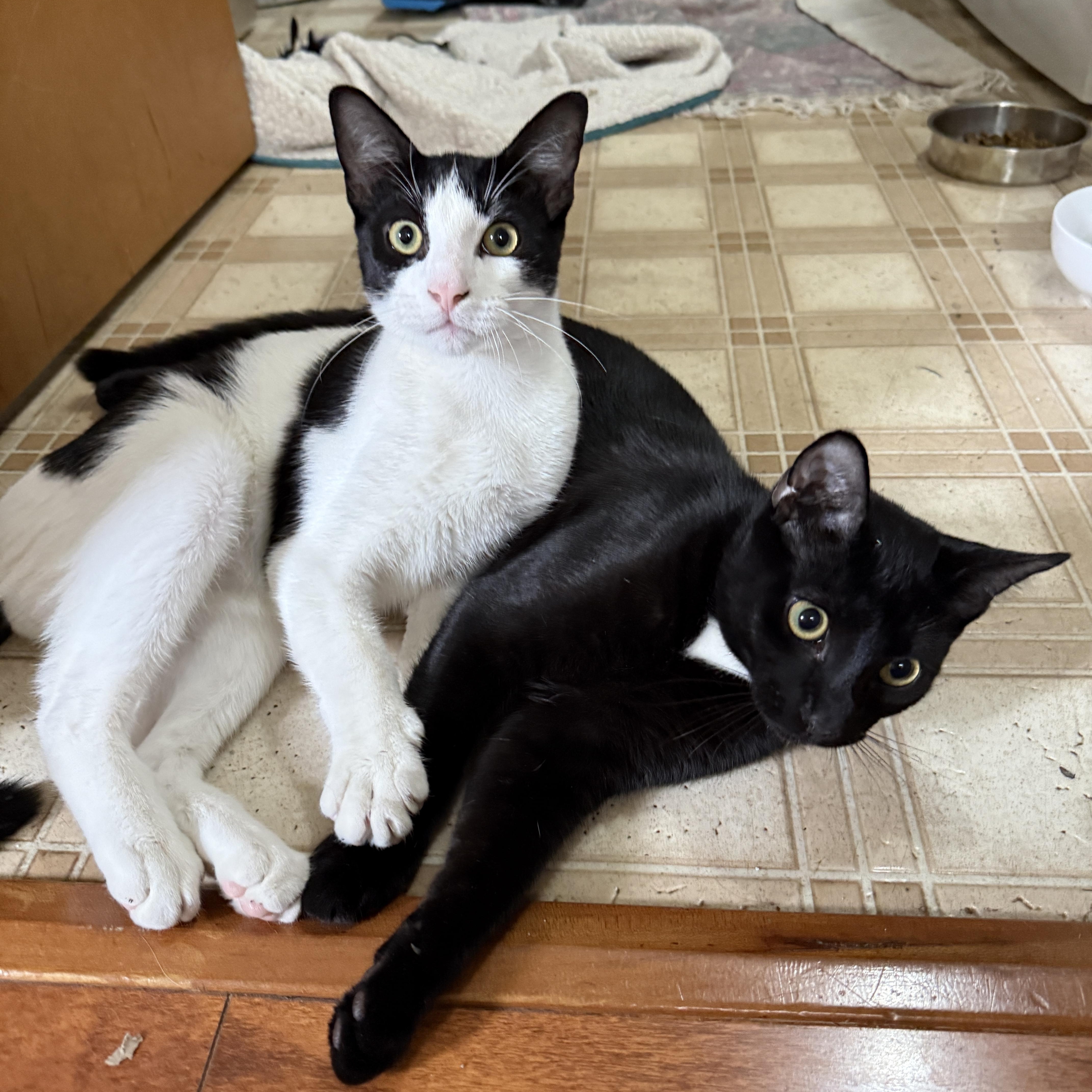 2 kittens -URGENT, a ADOPTABLE Domestic Short Hair in New Orleans, LA image 1/5