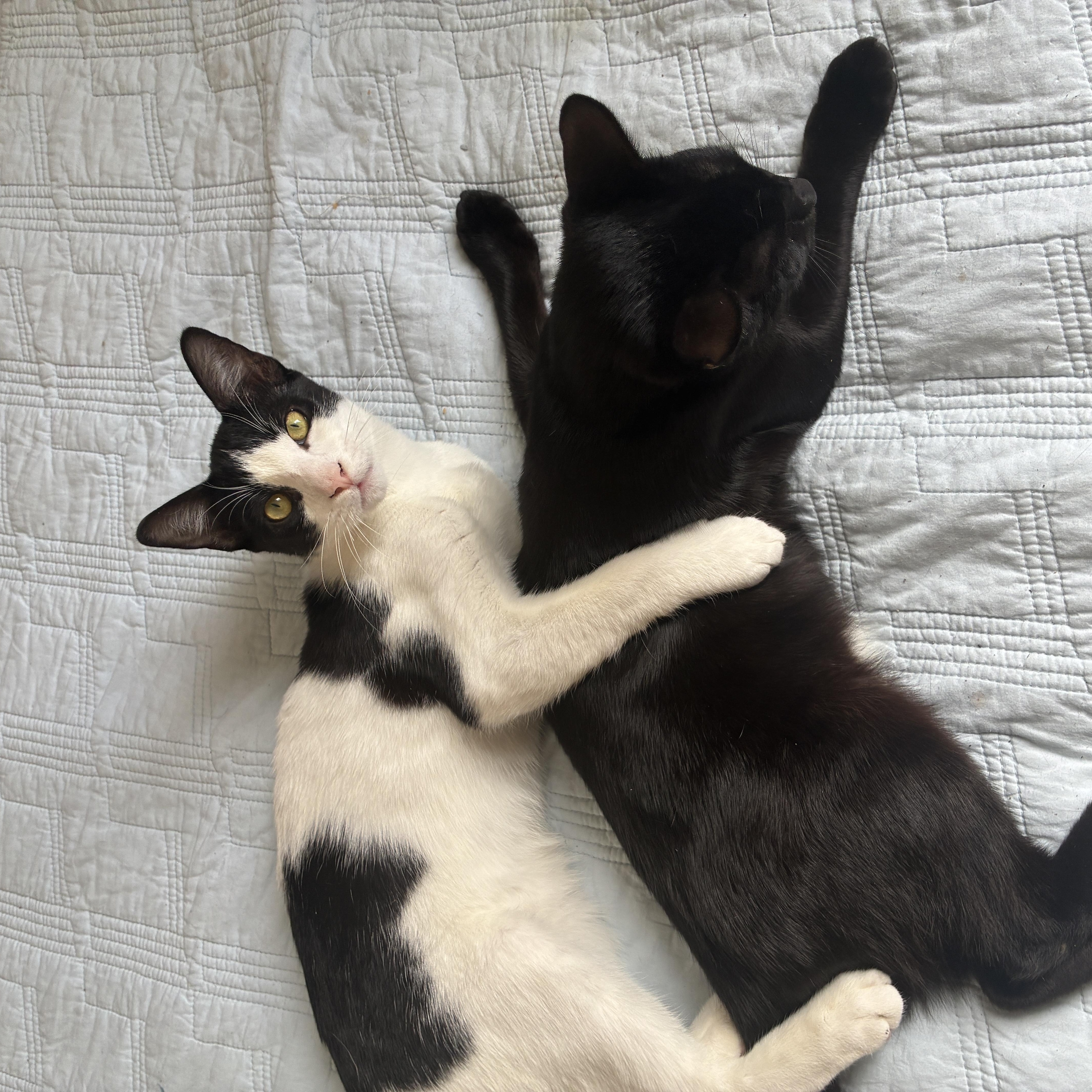 2 kittens -URGENT, a ADOPTABLE Domestic Short Hair in New Orleans, LA image 5/5