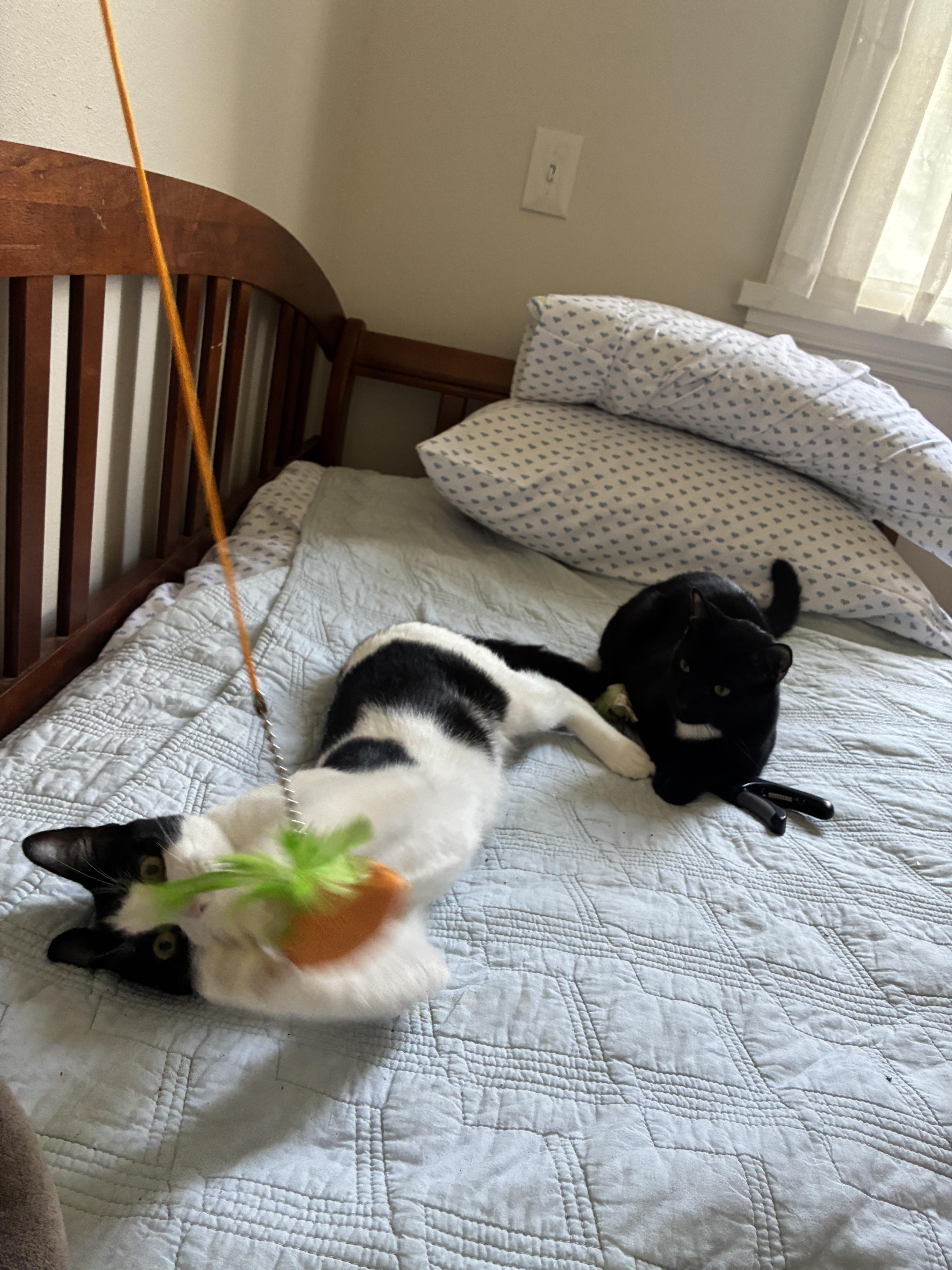2 kittens -URGENT, a ADOPTABLE Domestic Short Hair in New Orleans, LA image 3/5