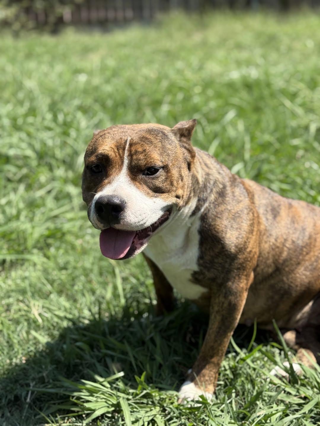 Dora, a Adoptable Pit Bull Terrier in Rowlett, TX image 1/3