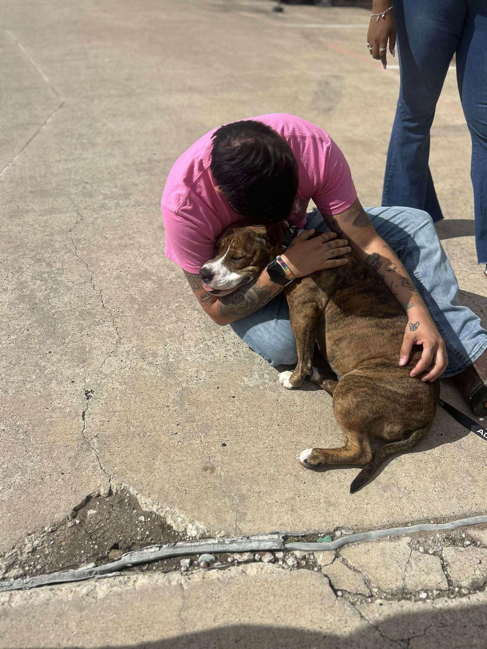 Dora, a Adoptable Pit Bull Terrier in Rowlett, TX image 2/3