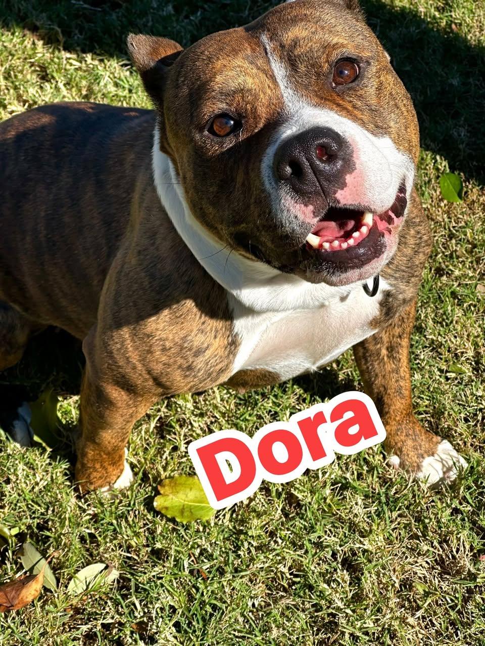 Dora, a Adoptable Pit Bull Terrier in Rowlett, TX image 3/3