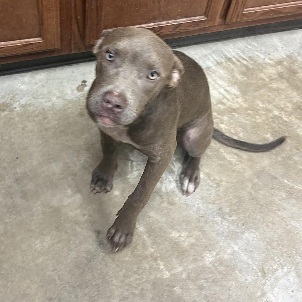 Beta- 092306U, Adoptable, Young Female Pit Bull Terrier & Mixed Breed.