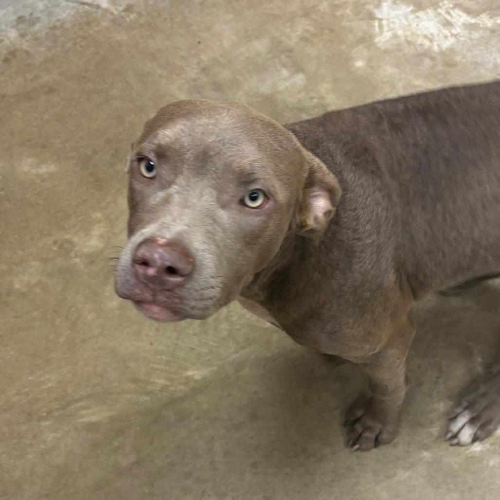 Enlarge Beta- 092306U, a Adoptable mixed breed in Tupelo, MS image 2/2