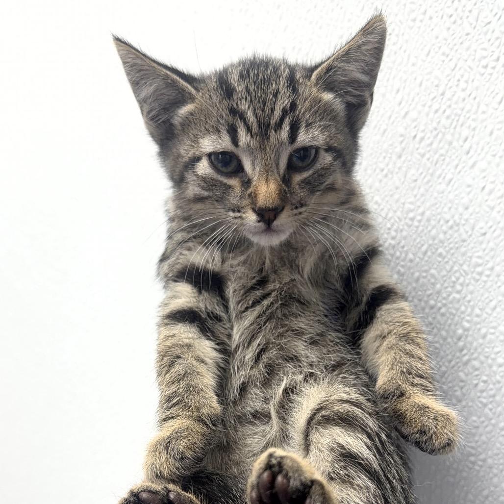 Starling (black), Adoptable, Kitten Female Domestic Short Hair.