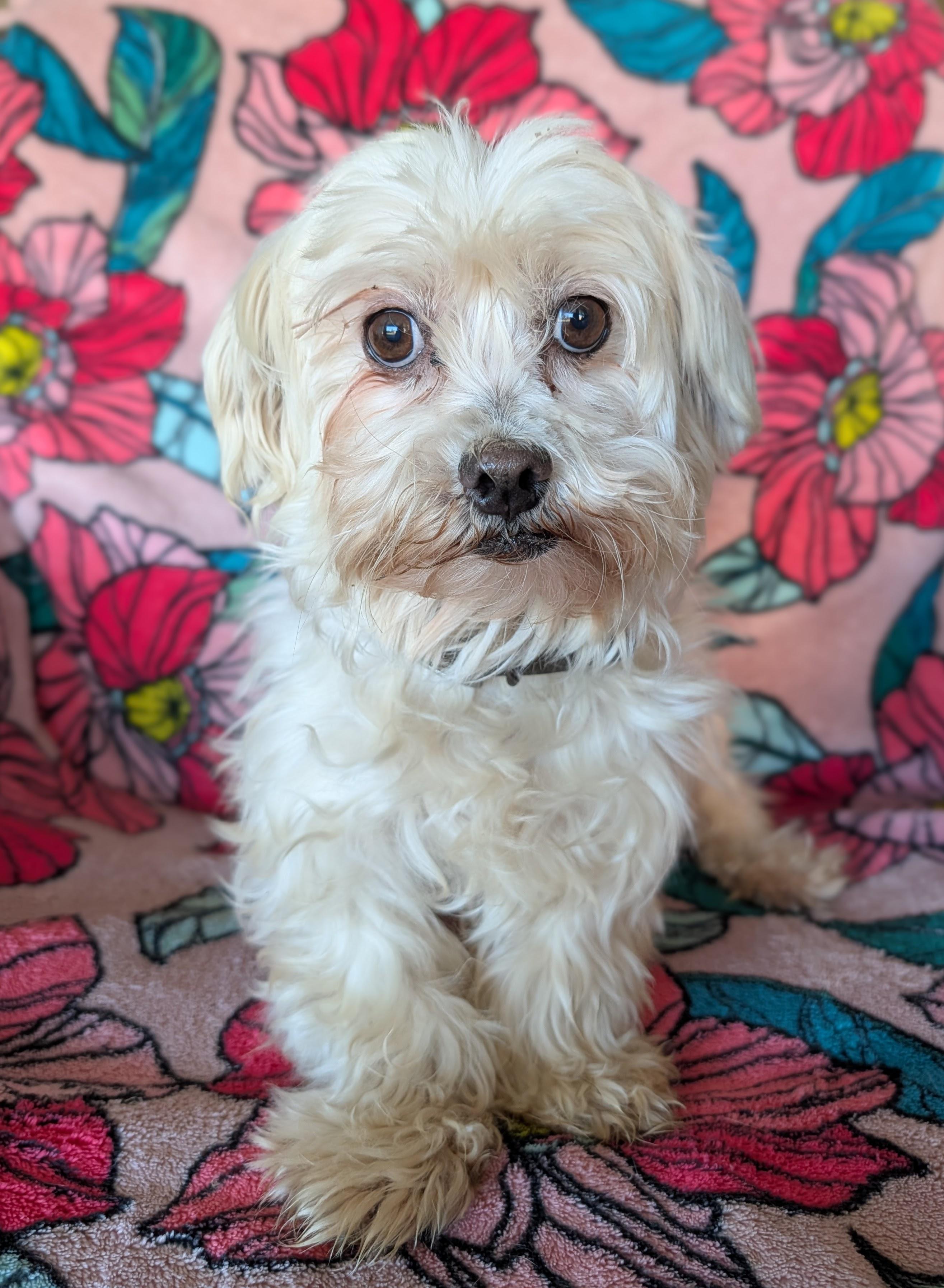 Forget Me Not, adopted, Adult Female Maltese.