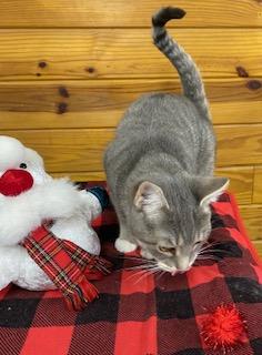 Sparkle, a Adoptable Tabby in Southern Pines, NC image 1/2