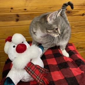 Sparkle, a Adoptable Tabby in Southern Pines, NC image 2/2