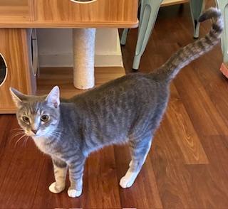 Enlarge Sparkle - meet me at The Kitten Around Cat Lounge in Carthage!, an adopted Tabby in Southern Pines, NC image 3/4