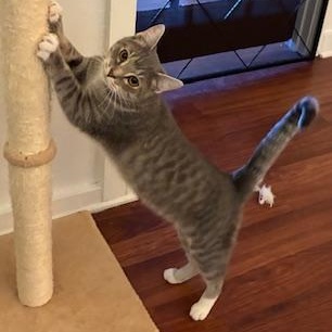 Enlarge Sparkle - meet me at The Kitten Around Cat Lounge in Carthage!, an adopted Tabby in Southern Pines, NC image 1/4