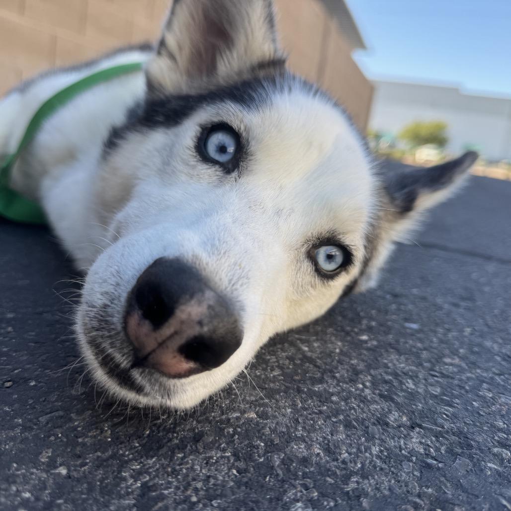Aspen, Adoptable, Adult Female Husky.