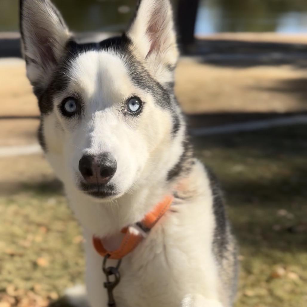 Enlarge Aspen, a Adoptable Husky in Las Vegas, NV image 1/6