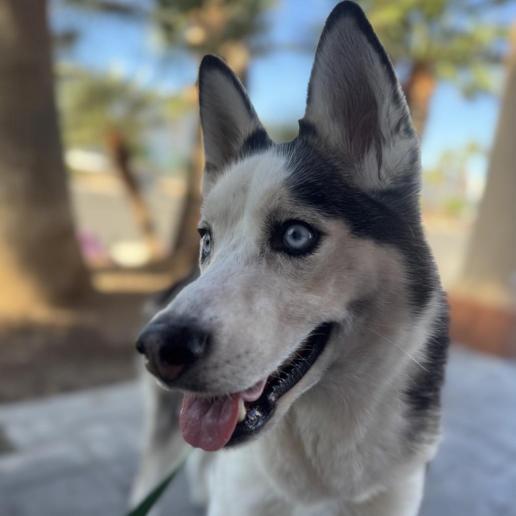 Enlarge Aspen, a Adoptable Husky in Las Vegas, NV image 2/6