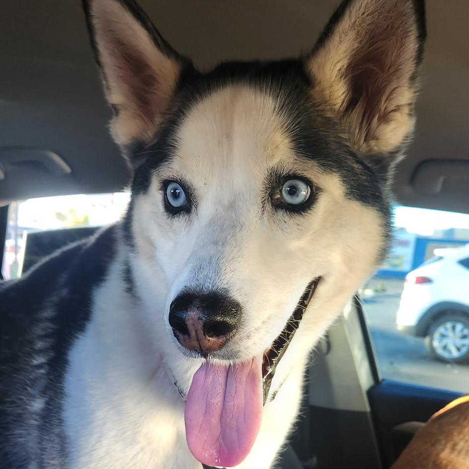 Enlarge Aspen, a Adoptable Husky in Las Vegas, NV image 3/6