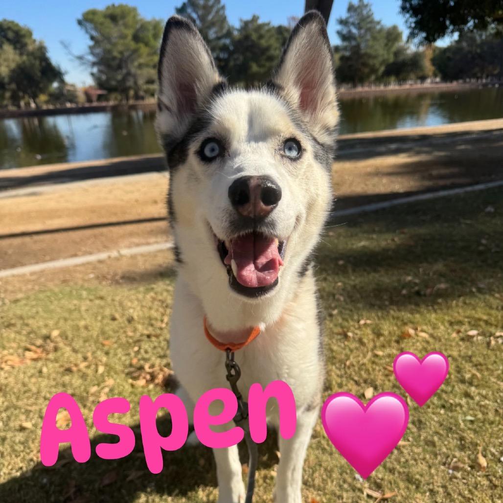 Enlarge Aspen, a Adoptable Husky in Las Vegas, NV image 4/6