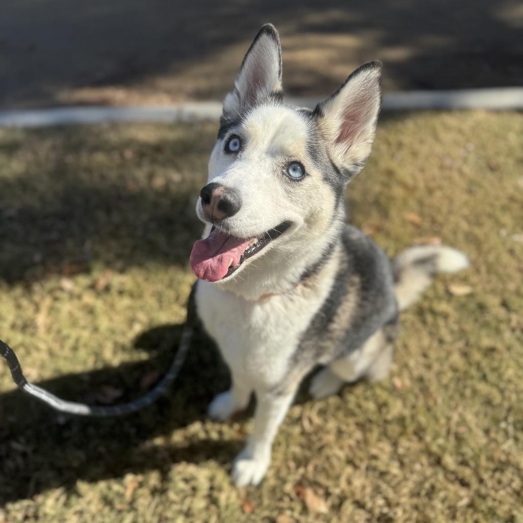 Enlarge Aspen, a Adoptable Husky in Las Vegas, NV image 5/6
