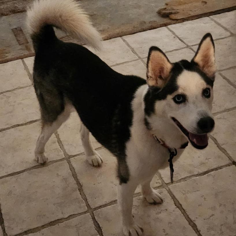 Enlarge Aspen, a Adoptable Husky in Las Vegas, NV image 5/6