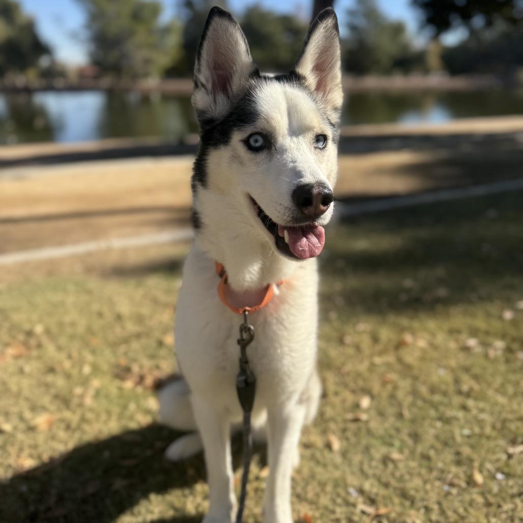Enlarge Aspen, a Adoptable Husky in Las Vegas, NV image 6/6