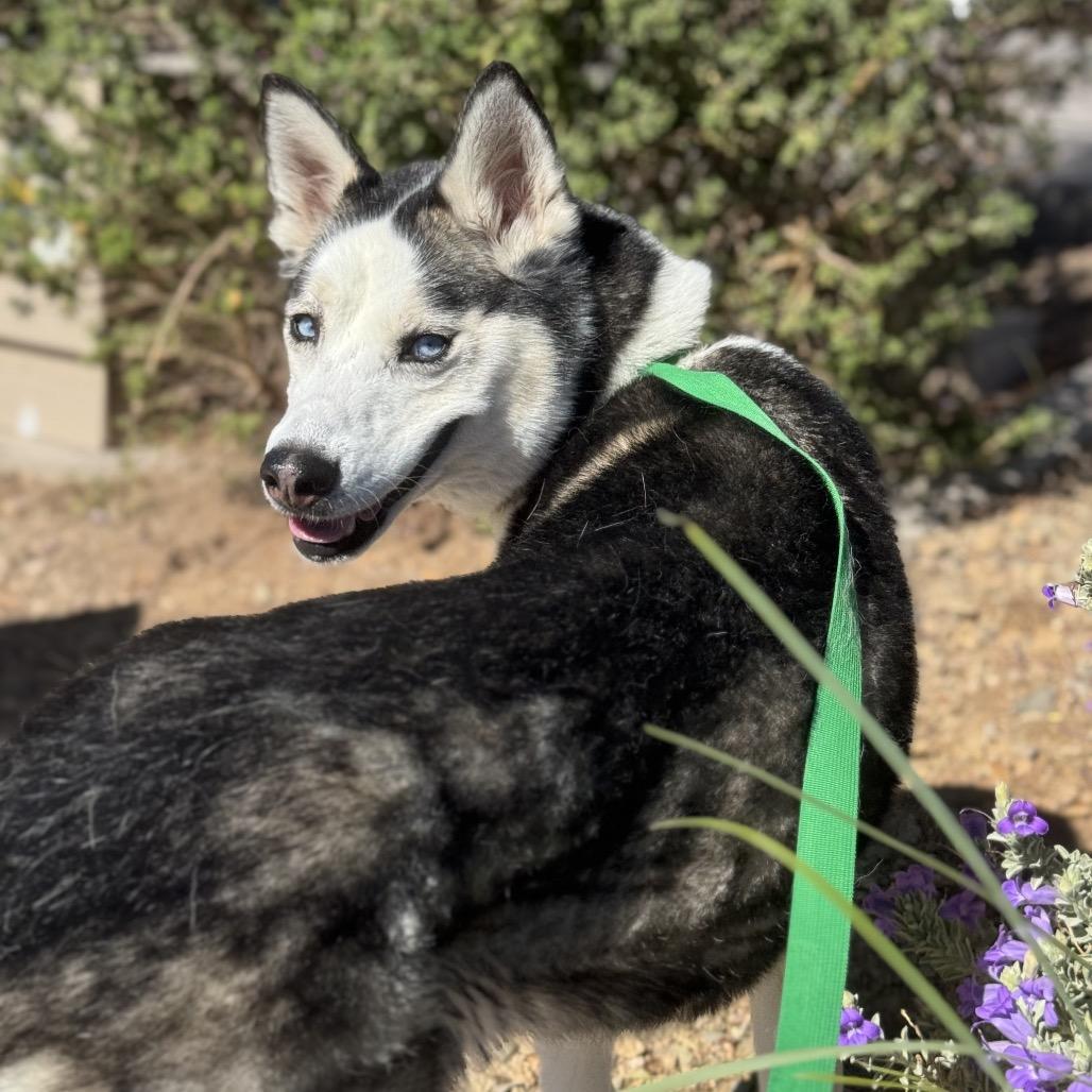 Enlarge Aspen, a Adoptable Husky in Las Vegas, NV image 6/6