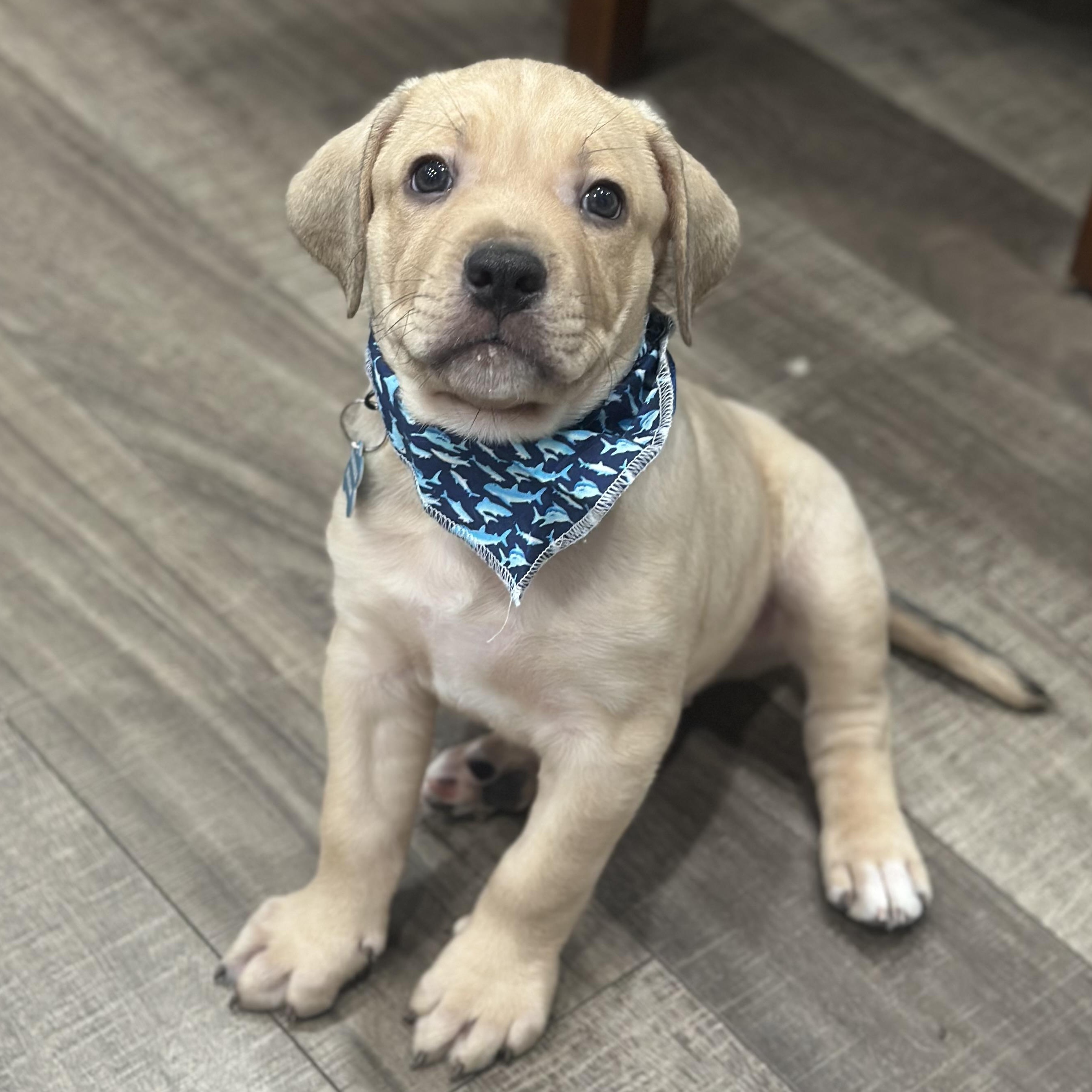 Thor