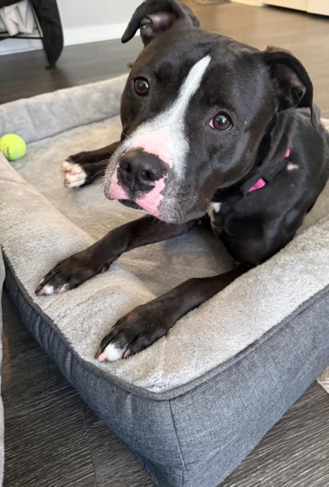 Enlarge MEGAN, a Adoptable American Staffordshire Terrier in Chapel Hill, NC image 1/1