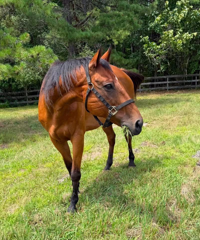 Enlarge Tosa, a Adoptable Thoroughbred in Wall, NJ image 3/4
