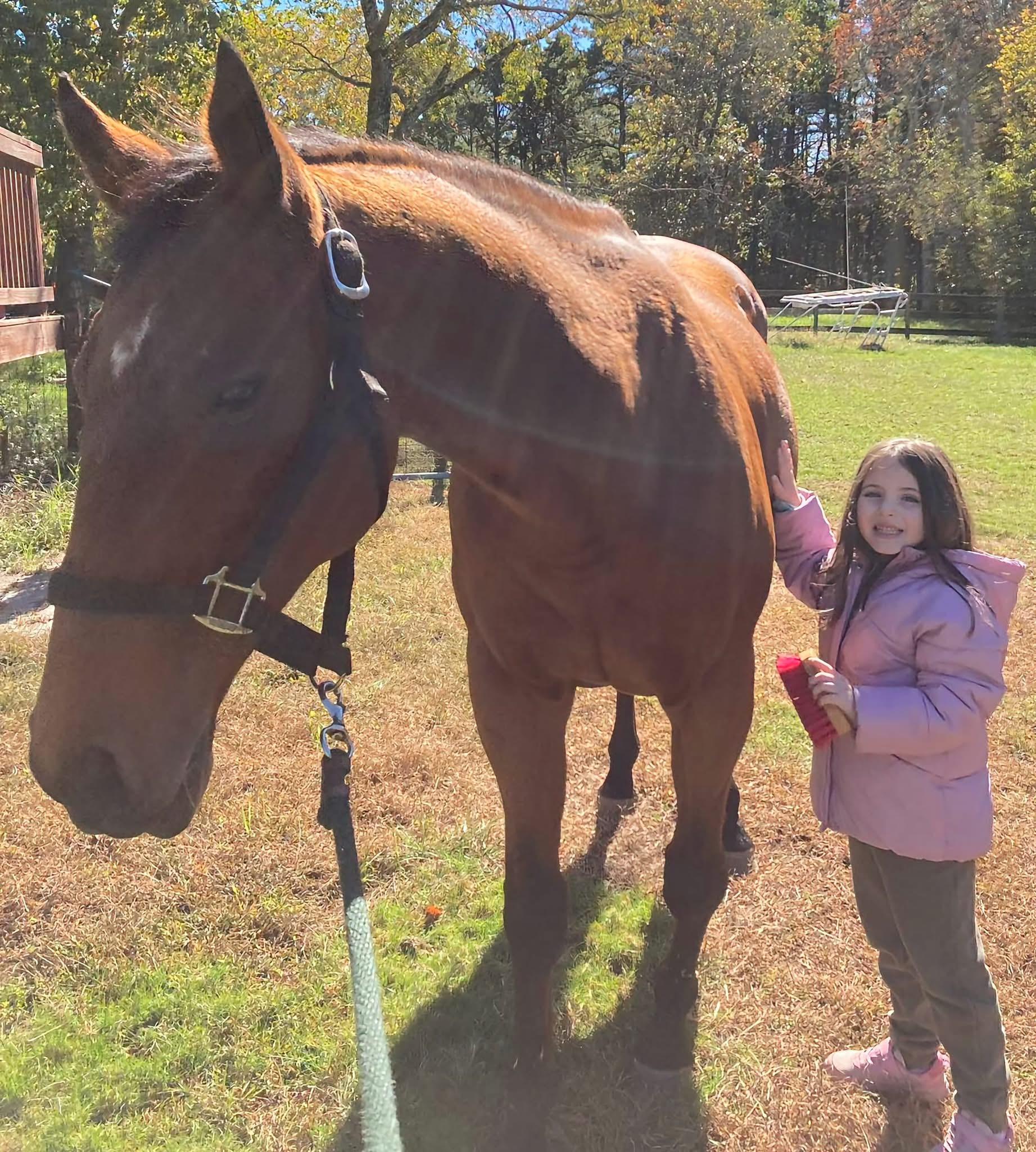 Tosa, Adoptable, Adult Female Thoroughbred.