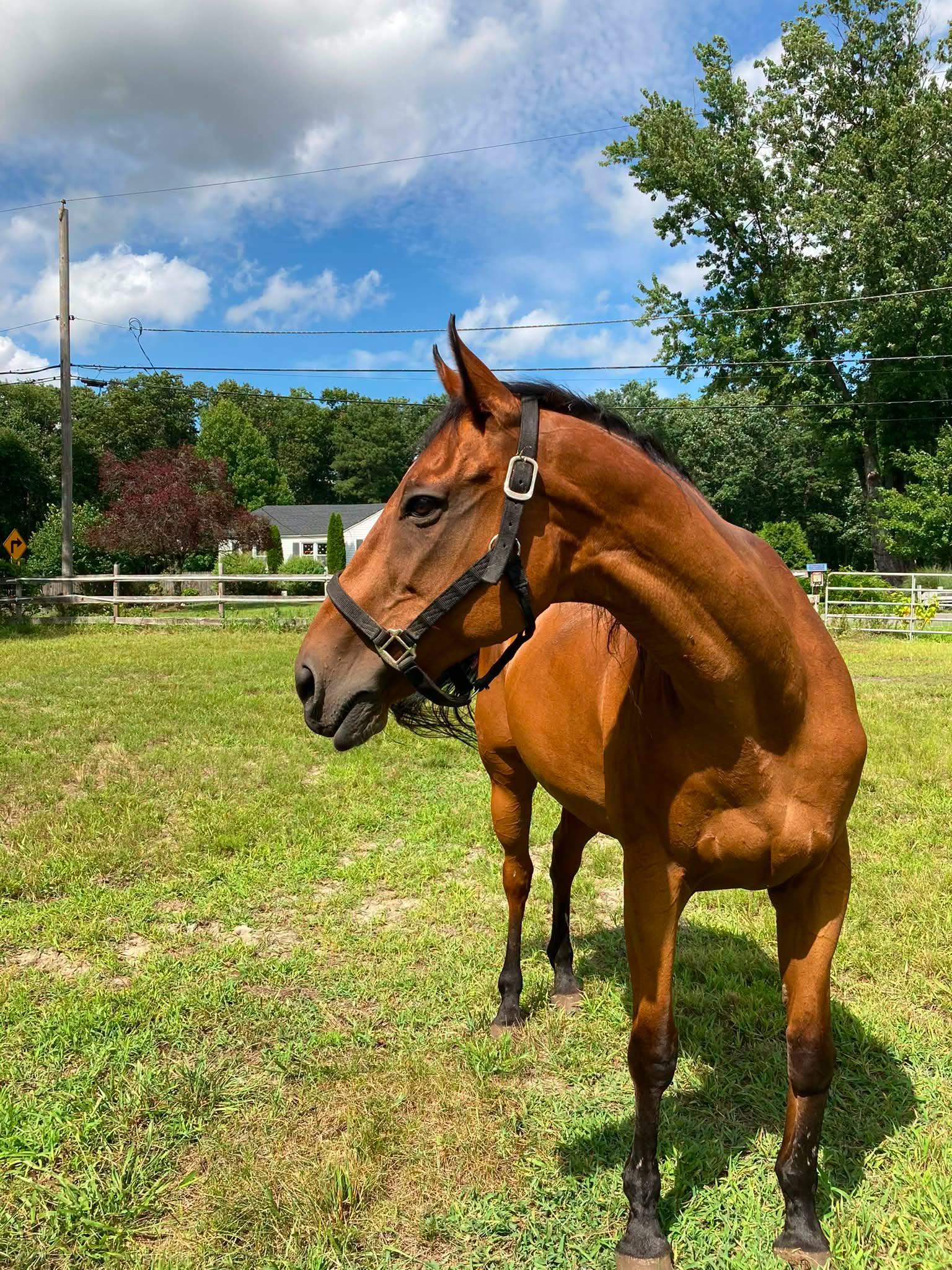 Tosa, ADOPTABLE, Adult Female Thoroughbred.