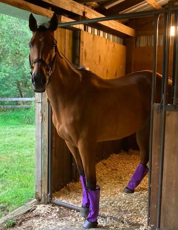 Enlarge Tosa, a Adoptable Thoroughbred in Wall, NJ image 2/4