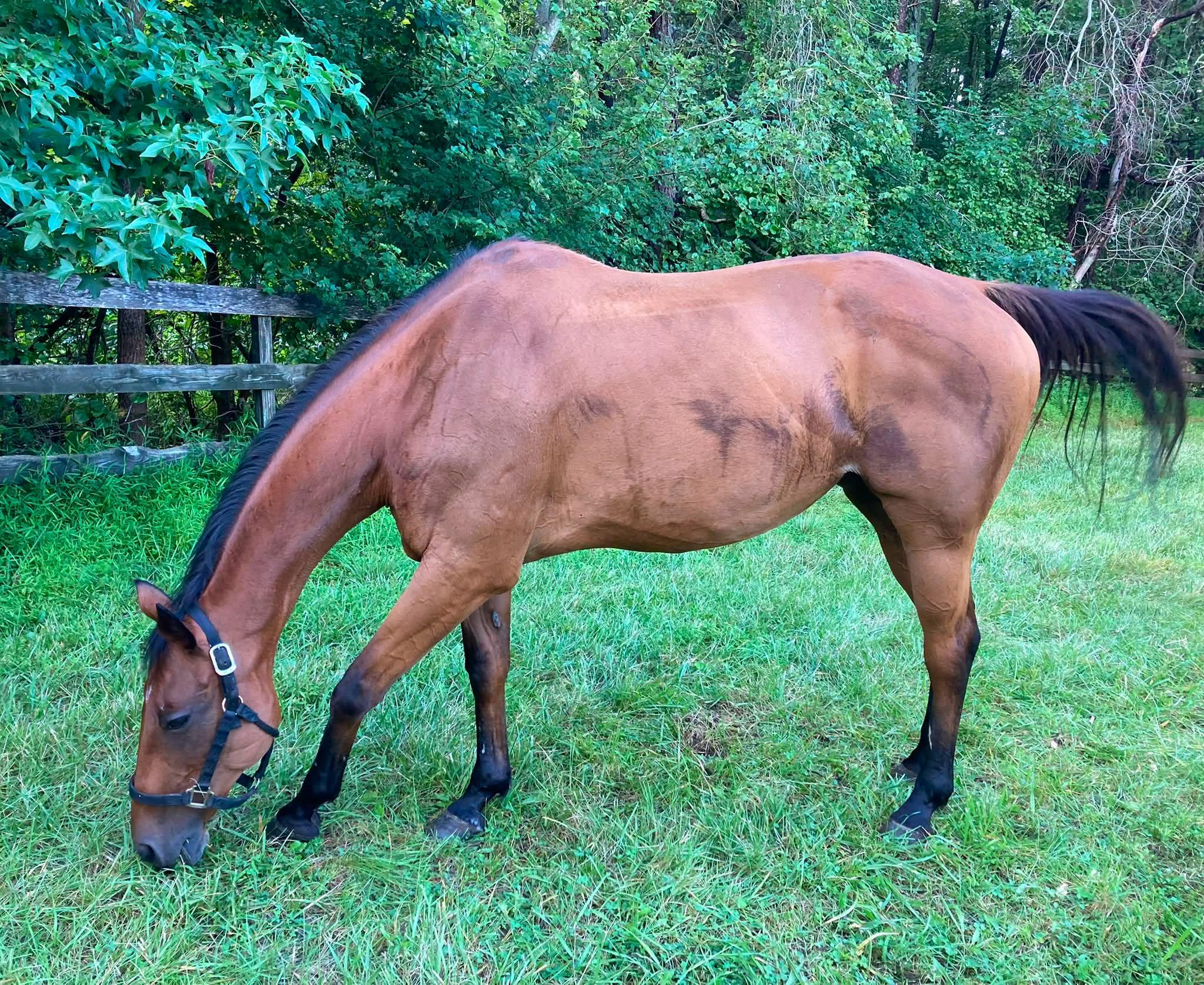 Enlarge Tosa, a Adoptable Thoroughbred in Wall, NJ image 4/4
