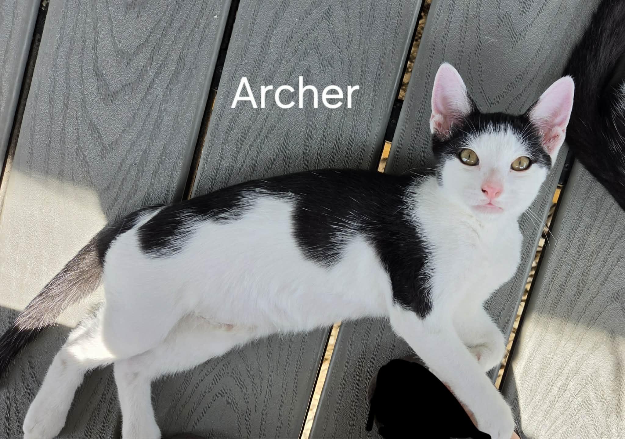 Enlarge Archer, an adopted Domestic Short Hair in Bloomsdale, MO image 2/2
