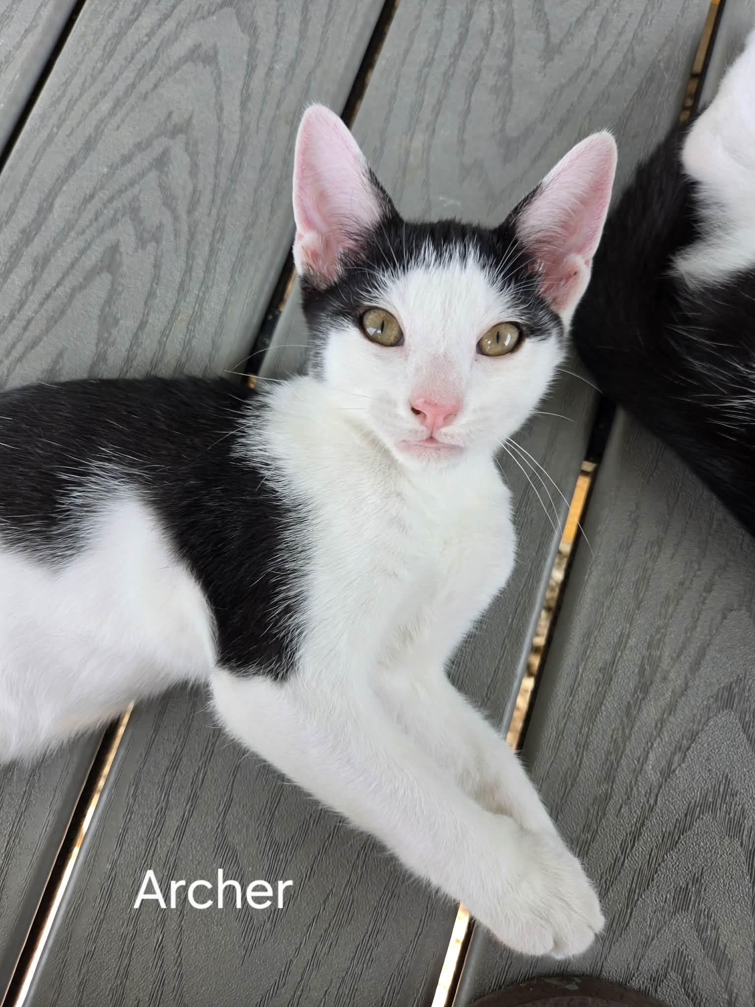 Enlarge Archer, an adopted Domestic Short Hair in Bloomsdale, MO image 1/2