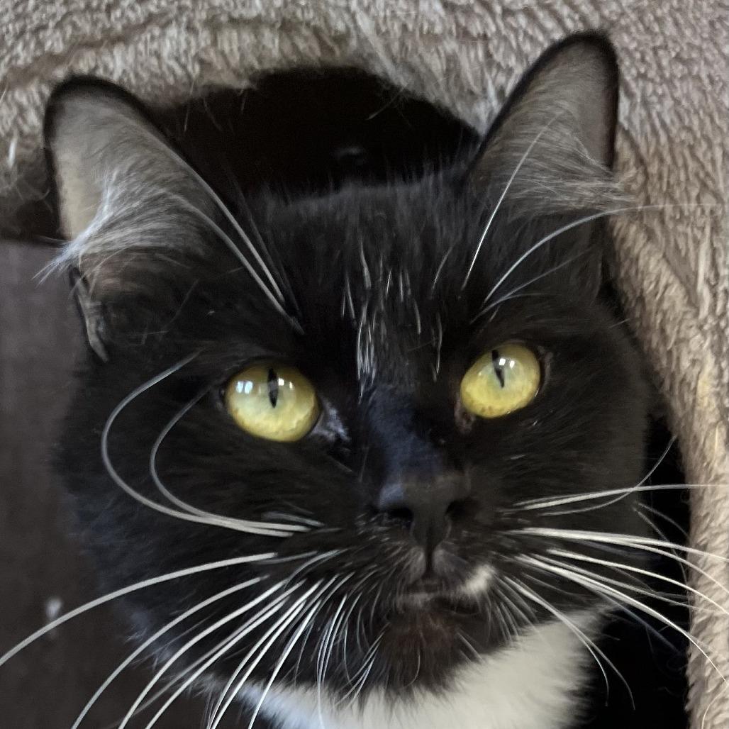 Enlarge Widow, a Adoptable Domestic Short Hair in Murray, UT image 1/1