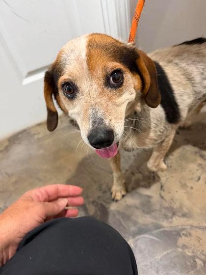 Enlarge Ms. Thing, a ADOPTABLE mixed breed in Munfordville, KY image 1/1