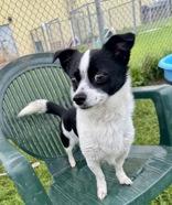 Enlarge Ash, a Adopted Chihuahua in Dodgeville, WI image 2/2