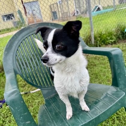 Ash, Adopted, Adult Male Chihuahua.