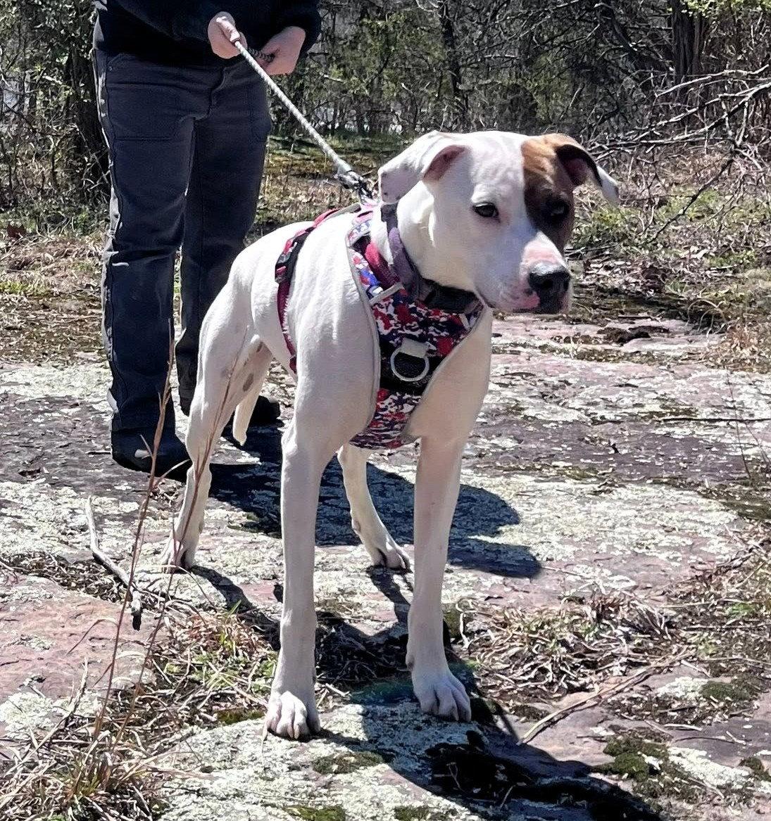 Enlarge Abby (1.5yo,50lbs), a Adoptable mixed breed in Hinton, WV image 1/3