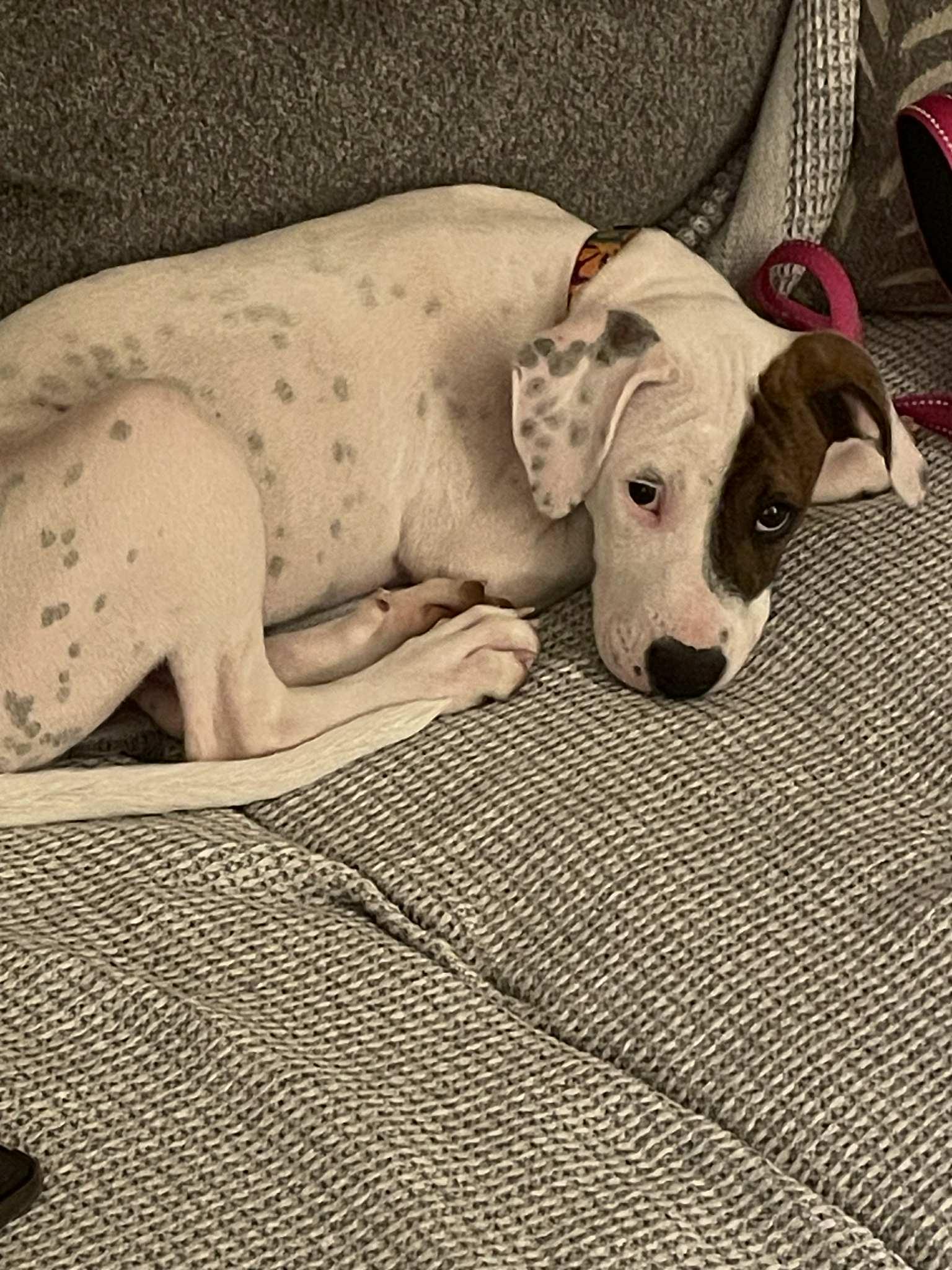 Enlarge Abby (1.5yo,50lbs), a Adoptable mixed breed in Hinton, WV image 2/3