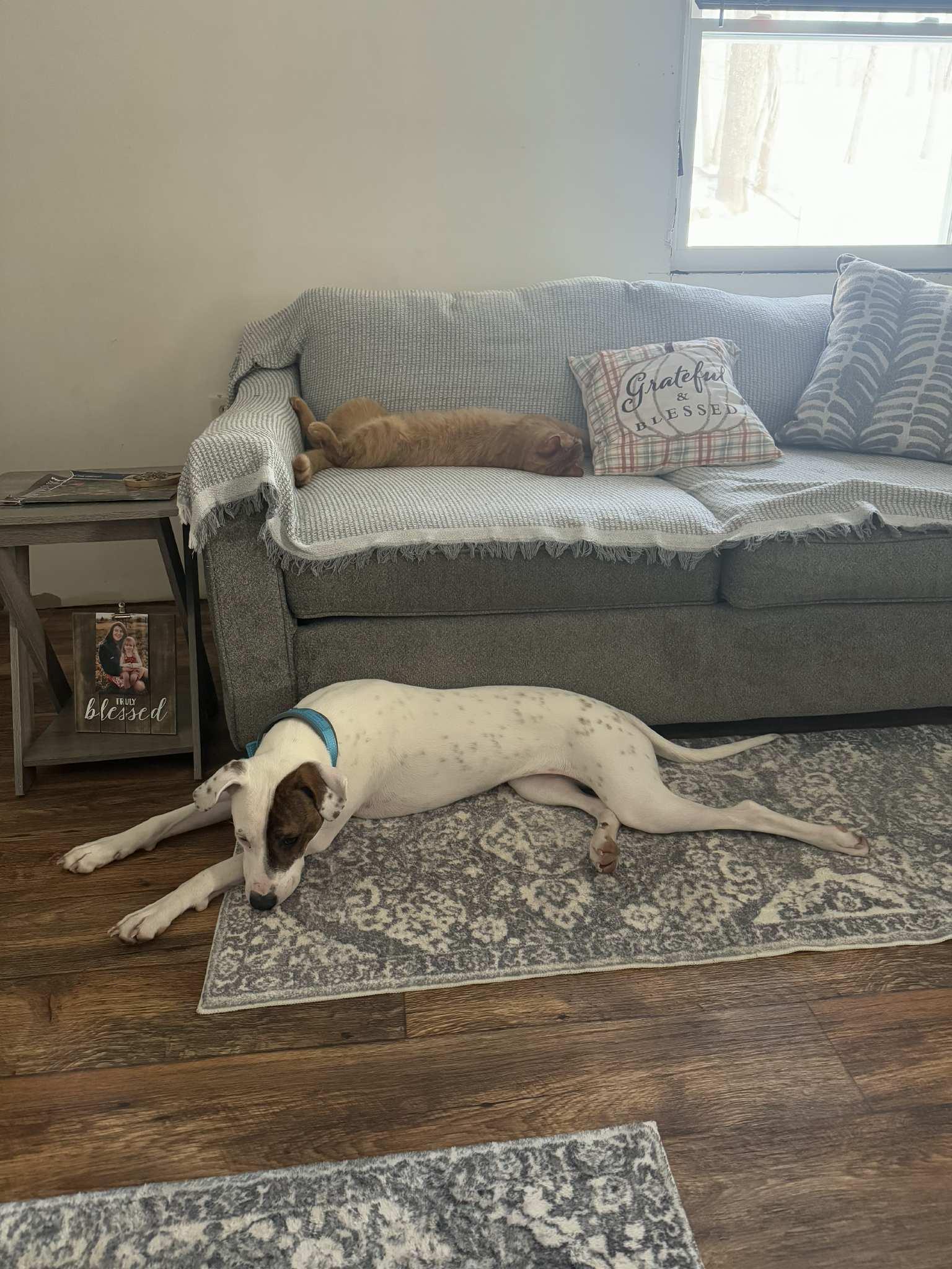 Enlarge Abby (1.5yo,50lbs), a Adoptable mixed breed in Hinton, WV image 3/3