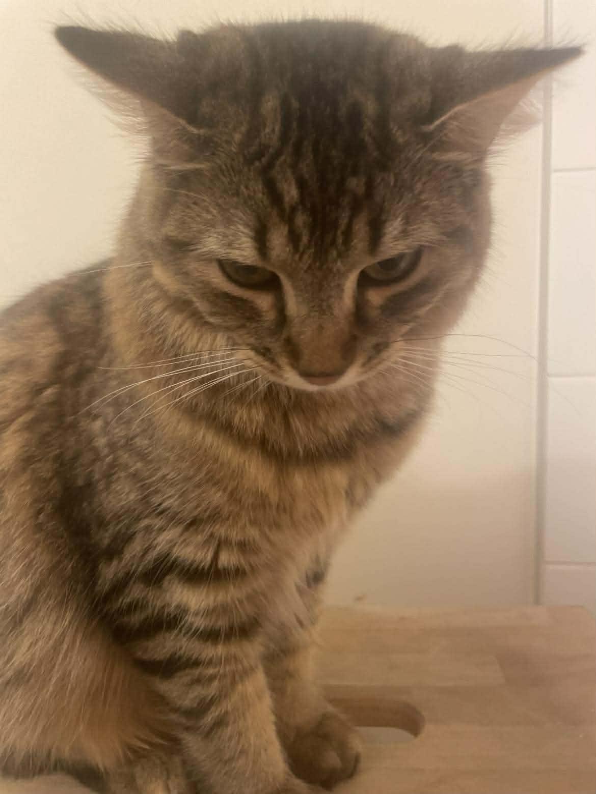 Enlarge Maddie, an adopted Domestic Long Hair in Terrebonne, QC image 5/5