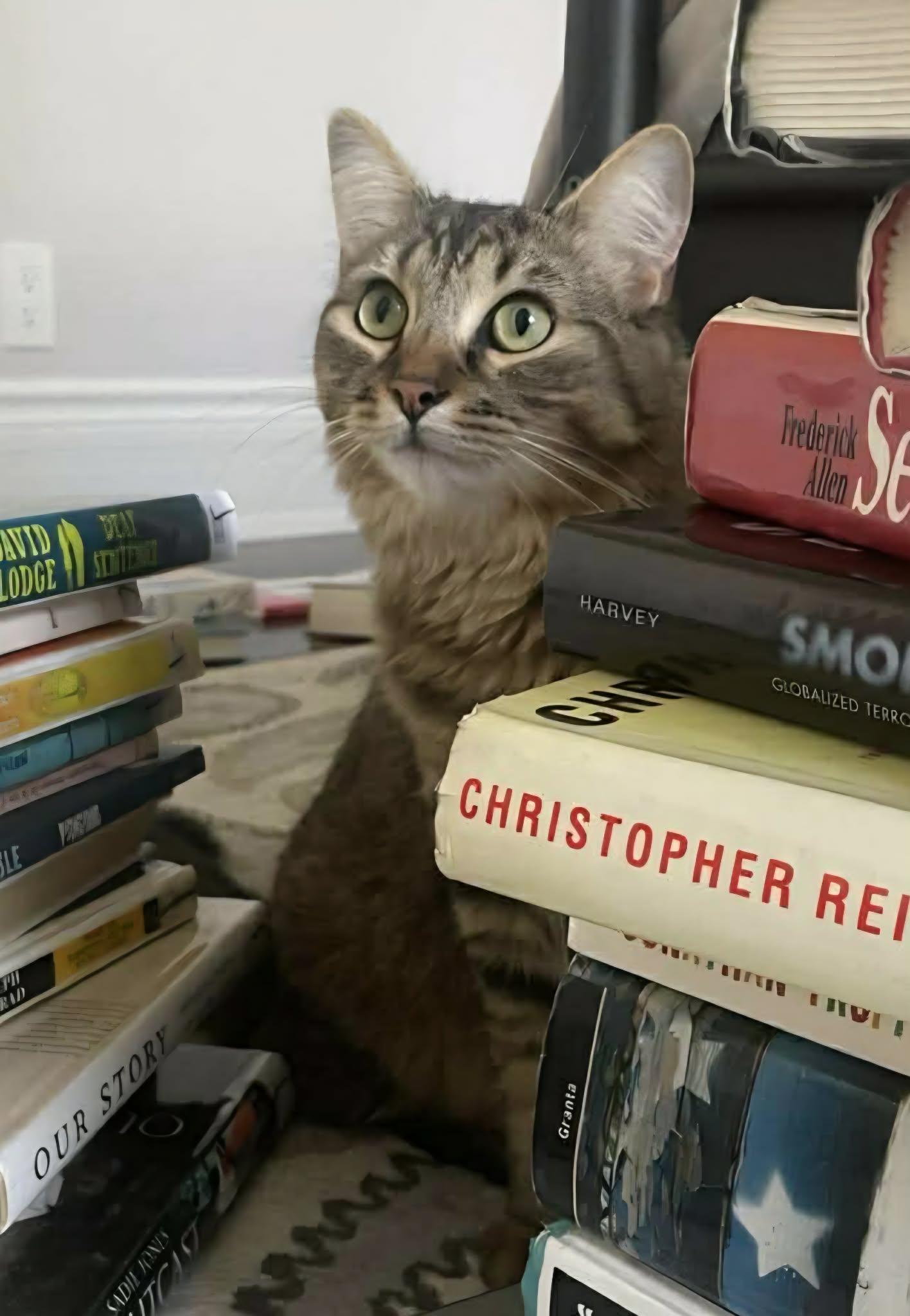 Enlarge Maddie, an adopted Domestic Long Hair in Terrebonne, QC image 3/5