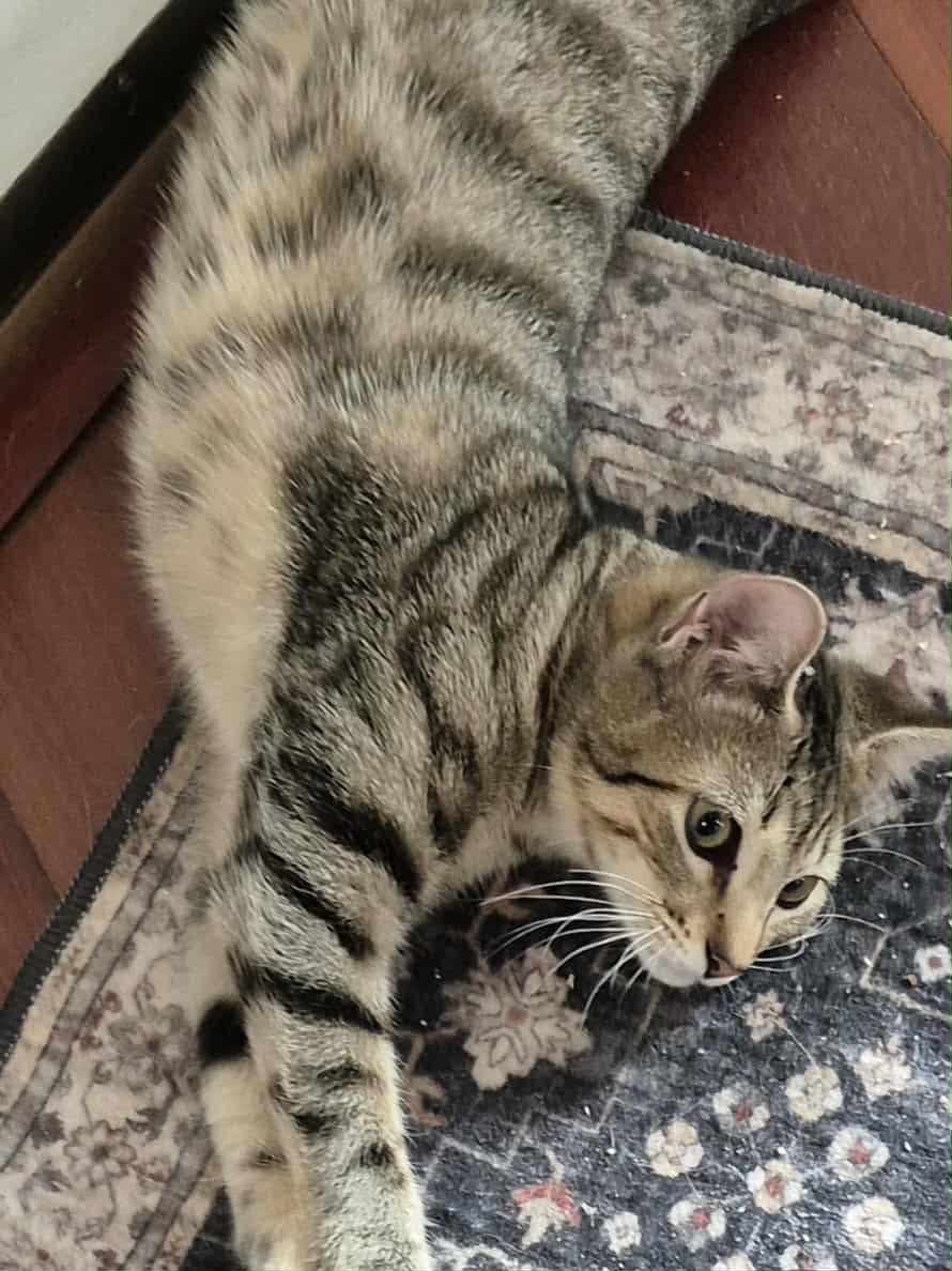 Louise, a Adoptable Domestic Short Hair in Hollister, CA image 2/4