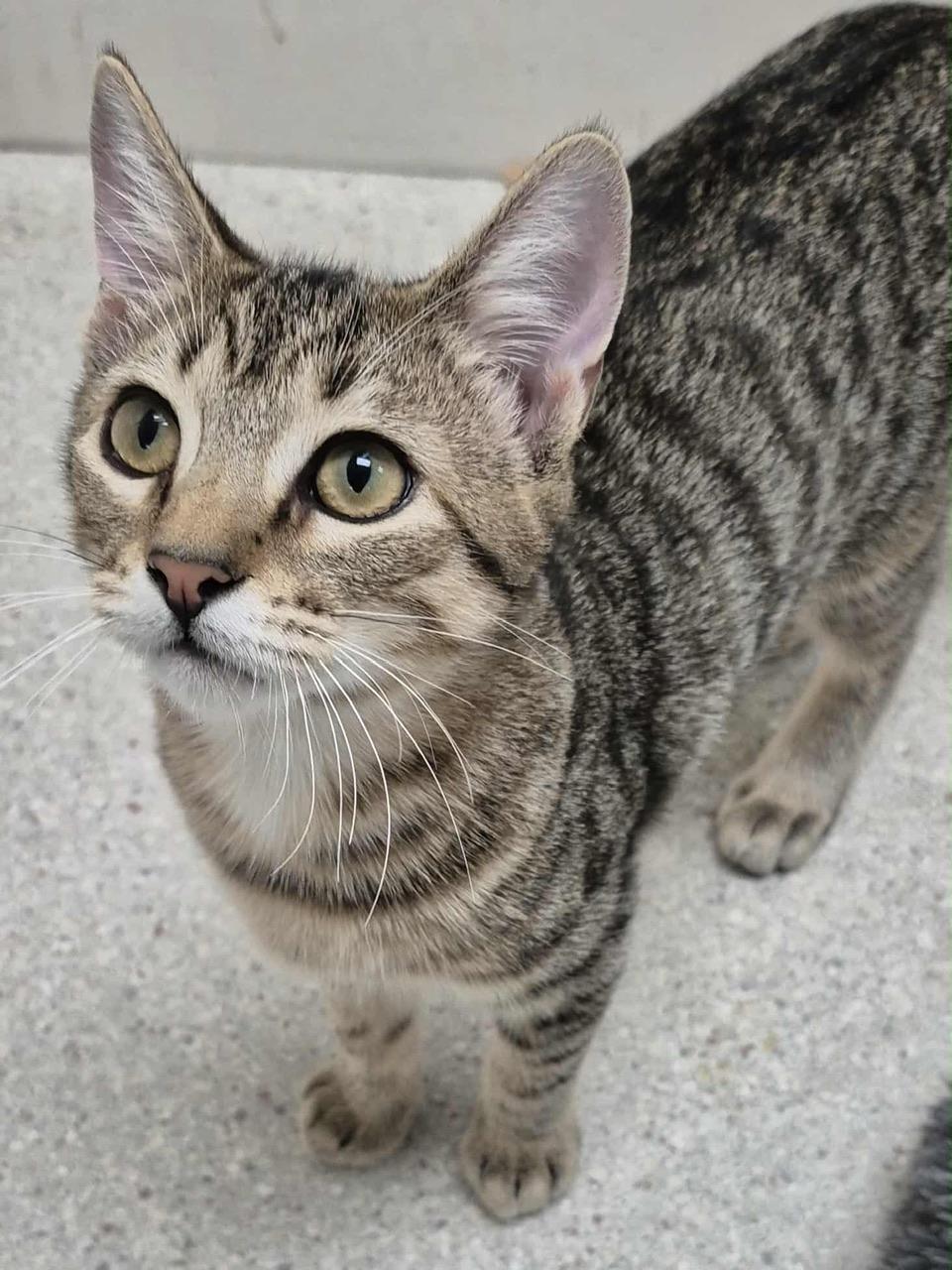 Louise, a Adoptable Domestic Short Hair in Hollister, CA image 3/4