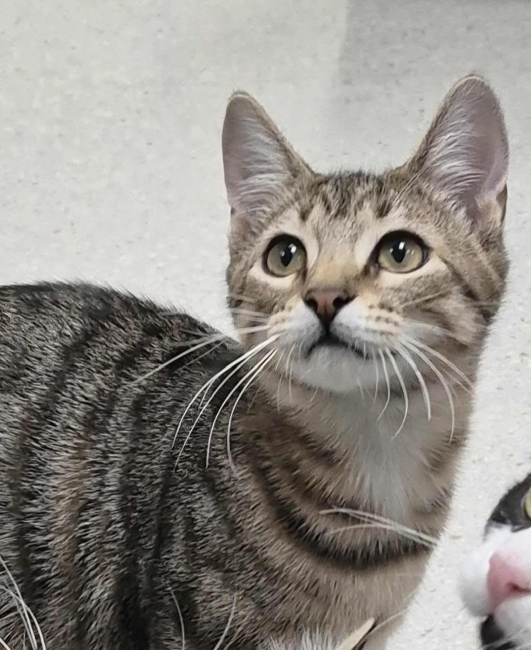 Louise, a Adoptable Domestic Short Hair in Hollister, CA image 4/4