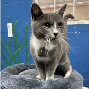 Cecelia — thumbnail 2