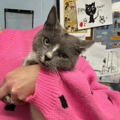 Cecelia — thumbnail 3