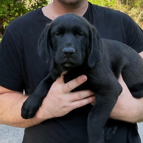 Kelce , adopted, Puppy Male Golden Retriever & Black Labrador Retriever.