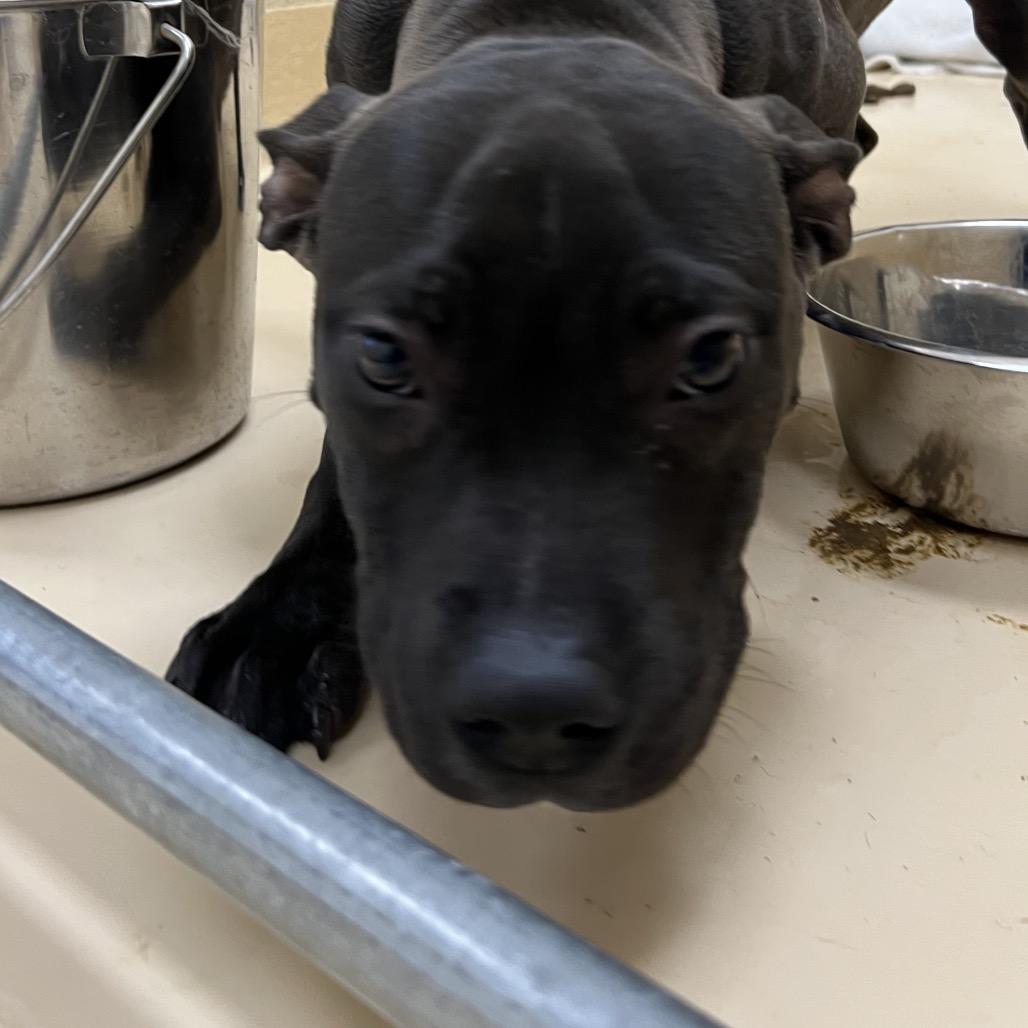 Turkey Melt, Adoptable, Young Male Pit Bull Terrier.